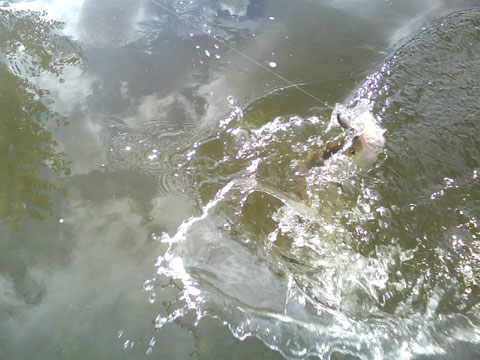 DSC00880.jpg