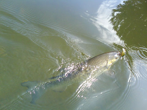 DSC00930.jpg