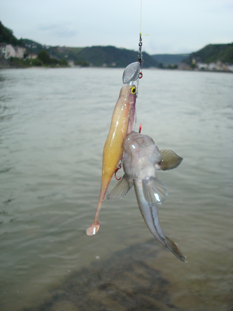 dsc01439k.jpg