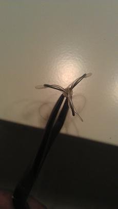 IMAG0386.jpg