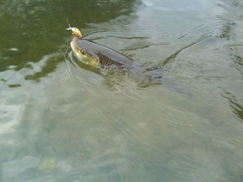 DSC00024.jpg