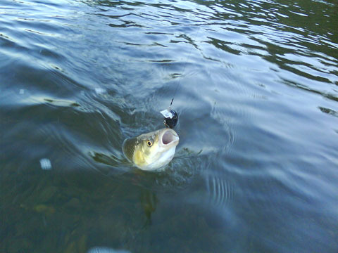 DSC00978.jpg