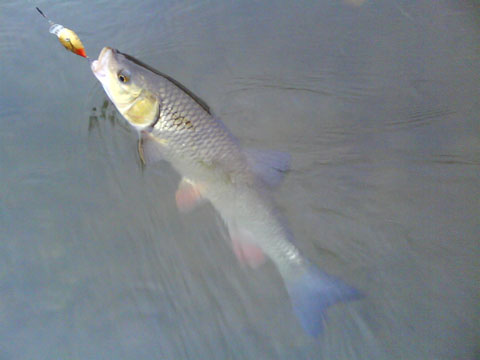 DSC01018.jpg