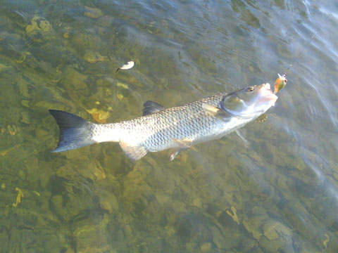 DSC01119.jpg