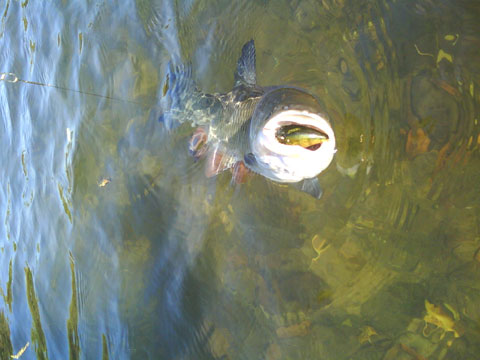 DSC01117.jpg