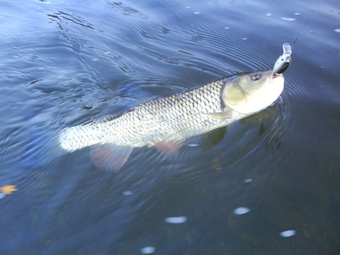 DSC01123.jpg